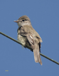 Western Wood Pewee